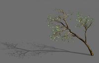 green plants-landscape-small tree 66