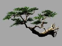 landscape-season-pine tree 09