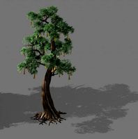 temple of confucius-cypress-wishing tree 10