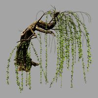 willow-plant 14