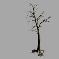 roadside-dead tree 02