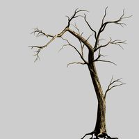 roadside-dead tree 04