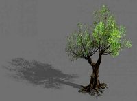salix-desert plant 14