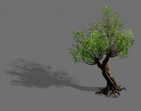 salix-desert plant 16