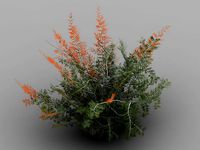 tamarisk-plant-fern 12