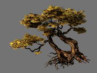 populus euphratica-poplar-special tree 26
