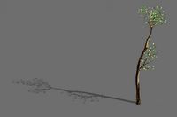 big tree-plant-wood 065