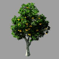lilac garden-mango tree 05