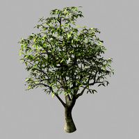 lilac garden-mango tree 06