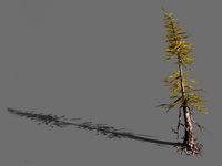 branches-different scales-large fruit-spruce 09