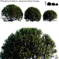 pittosporum tobira japanese mock orange bush