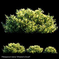 pittosporum tobira wheelers dwarf