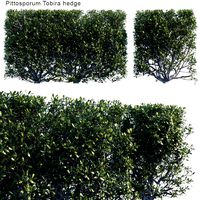 pittosporum tobira hedge