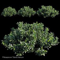 pittosporum tobira nanum