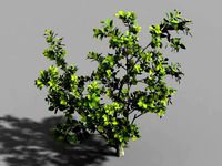 camellia tree 064