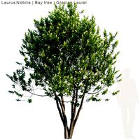 laurus nobilis bay tree grecian laurel tree