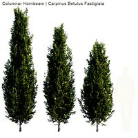 columnar hornbeam 1