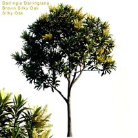 darlingia darlingiana brown silky oak