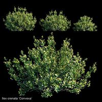ilex crenata convexa