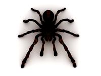 spider tarantula