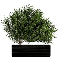 decorative tree in a black flowerpots 801