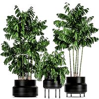 decorative palm chamaedorea in flowerpots 795