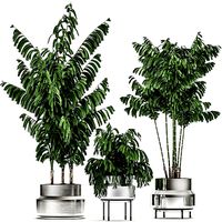 decorative palm chamaedorea in a chrome flowerpot 796