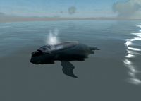 southern right whale