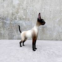 cat