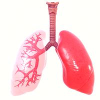respiratory system