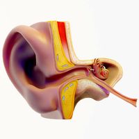 ear structure anatomy section