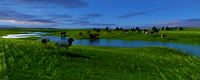 livestock herd