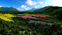 flower valley