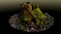stump in moss