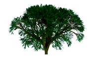 bush