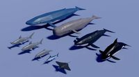 sea animals pack
