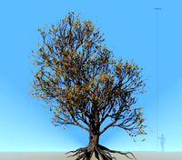 american hornbeam tree 001 - carpinus caroliniana