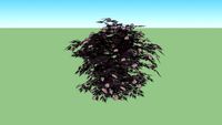 Sumbucus nigra Bez czarny Black Beauty