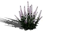 SALVIA GUARANITICA