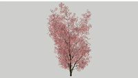 Toona sinensis Cedrela chińska
