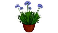 Agapanthus Vase