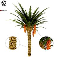 palm tree