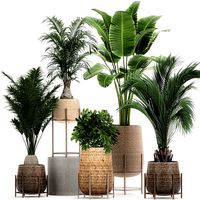 ornamental plants in a rattan baskets 783