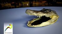 0001-07 alligator