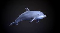 bottle nose dolphin
