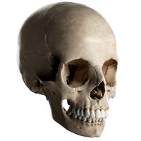 female skull complete