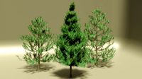 pine