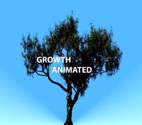 american chestnut tree 001 - growth animated