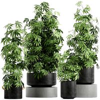 decorative cannabis in flowerpots 770