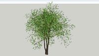 meerstammige steeneik - multistemmed quercus ilex
